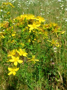 Echtes oder Tüpfel-Johanniskraut (Hypericum perforatum) in Saarbrücken