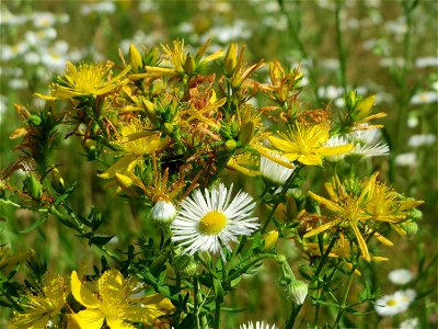 Echtes oder Tüpfel-Johanniskraut (Hypericum perforatum) in Saarbrücken