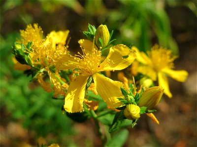 Echtes oder Tüpfel-Johanniskraut (Hypericum perforatum) am Hockenheimer Baggersee in der Schwetzinger Hardt