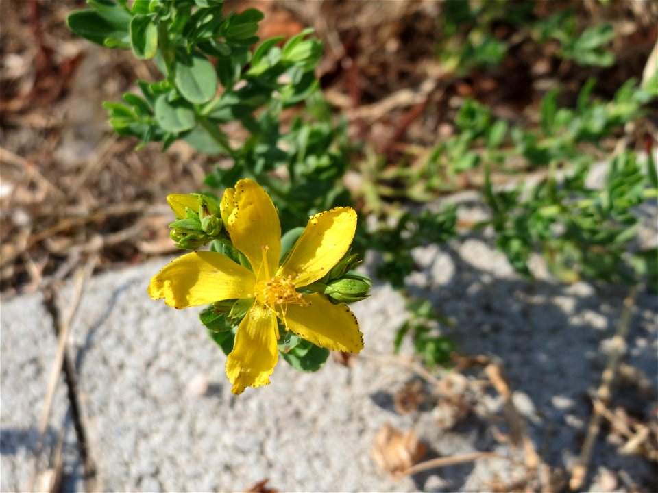 Ritzenbotanik: Echtes oder Tüpfel-Johanniskraut (Hypericum perforatum) am Messplatz in Hockenheim