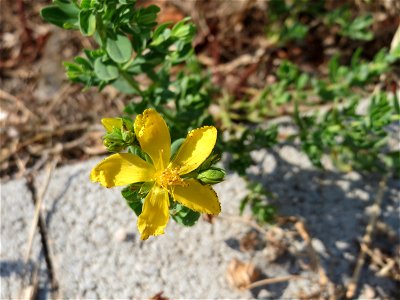Ritzenbotanik: Echtes oder Tüpfel-Johanniskraut (Hypericum perforatum) am Messplatz in Hockenheim