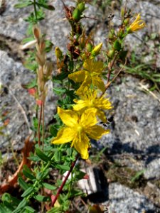 Ritzenbotanik: Echtes oder Tüpfel-Johanniskraut (Hypericum perforatum) an der A 620 in Alt-Saarbrücken