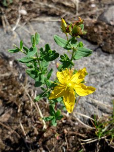 Ritzenbotanik: Echtes oder Tüpfel-Johanniskraut (Hypericum perforatum) an der A 620 in Alt-Saarbrücken