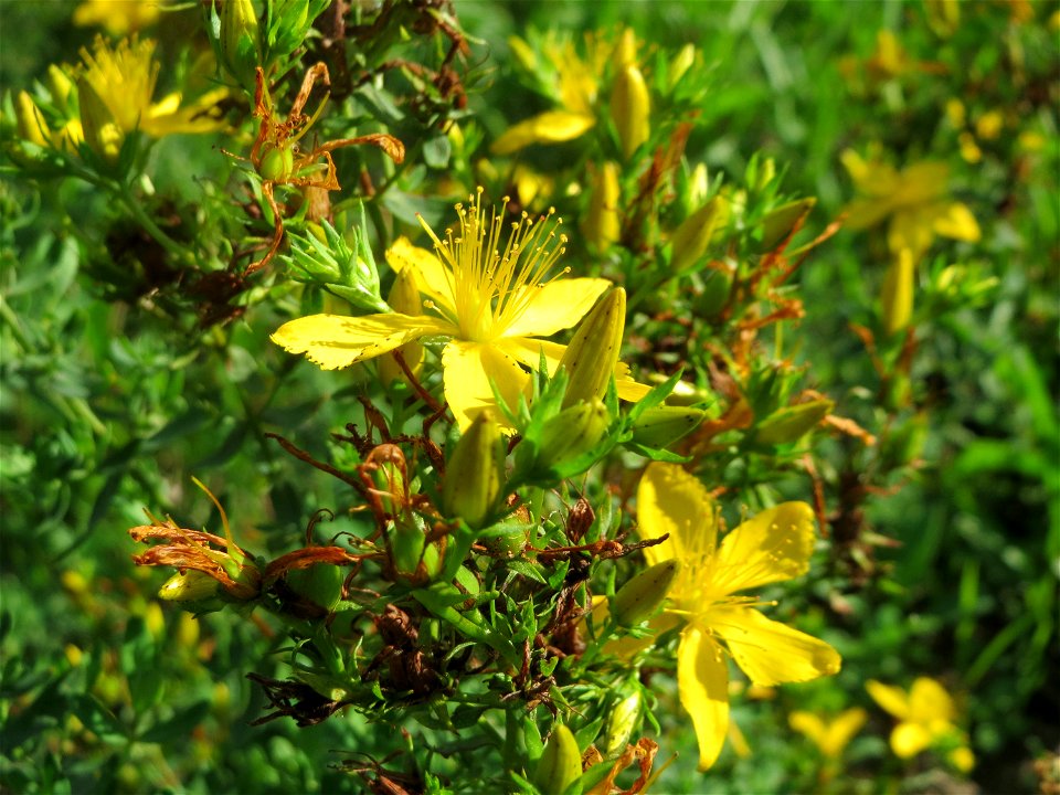 Echtes Johanniskraut (Hypericum perforatum) auf einer Streuobstwiese in Hockenheim