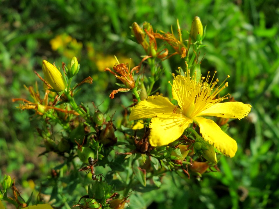 Echtes Johanniskraut (Hypericum perforatum) auf einer Streuobstwiese in Hockenheim