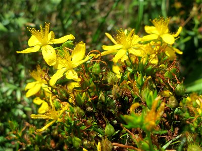 Echtes oder Tüpfel-Johanniskraut (Hypericum perforatum) auf einer Reptilien- und Insekten-Schutzfläche bei Oftersheim
