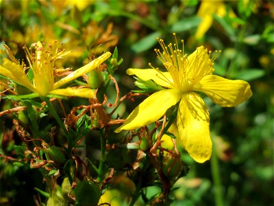 Echtes oder Tüpfel-Johanniskraut (Hypericum perforatum) auf einer Reptilien- und Insekten-Schutzfläche bei Oftersheim