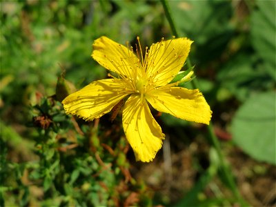 Echtes oder Tüpfel-Johanniskraut (Hypericum perforatum) an einer ehem. Sandgrube in Hockenheim-Talhaus