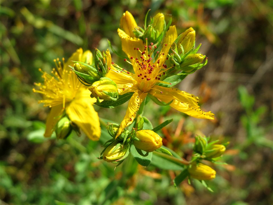Echtes oder Tüpfel-Johanniskraut (Hypericum perforatum) an einer ehem. Sandgrube in Hockenheim-Talhaus