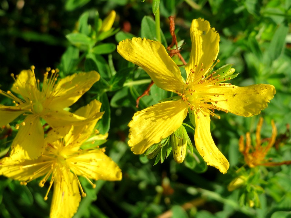 Echtes oder Tüpfel-Johanniskraut (Hypericum perforatum) im Landschaftsschutzgebiet „Hockenheimer Rheinbogen“