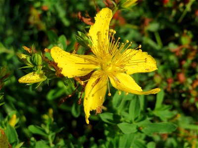Echtes oder Tüpfel-Johanniskraut (Hypericum perforatum) im Landschaftsschutzgebiet „Hockenheimer Rheinbogen“