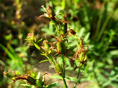 Echtes oder Tüpfel-Johanniskraut (Hypericum perforatum) an einem Extremstandort auf trockener Sandfläche in der Schwetzinger Hardt