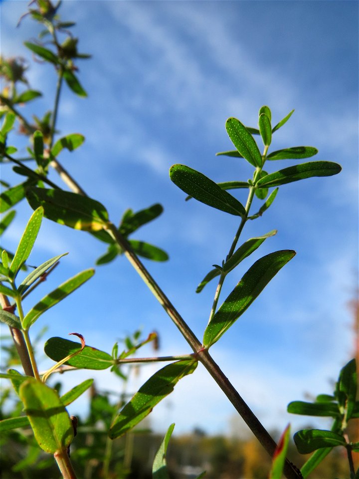 Echtes oder Tüpfel-Johanniskraut (Hypericum perforatum) an einem Extremstandort auf trockener Sandfläche in der Schwetzinger Hardt
