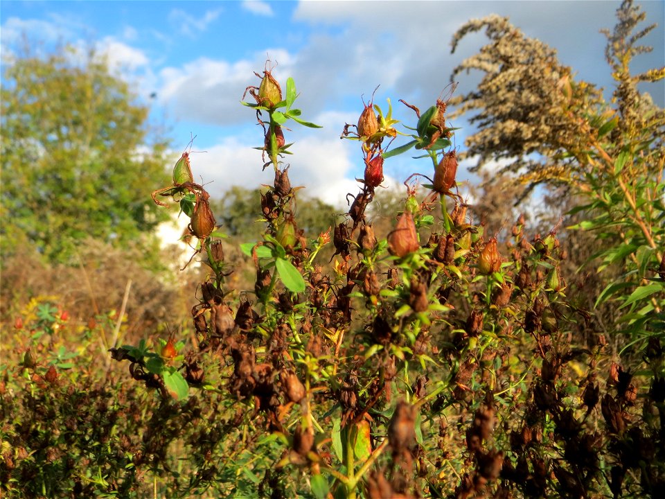 Echtes Johanniskraut (Hypericum perforatum) gegenüber vom Osthafen in in Saarbrücken