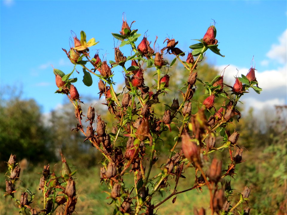 Echtes Johanniskraut (Hypericum perforatum) gegenüber vom Osthafen in in Saarbrücken
