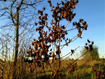 Fruchtstand vom Echten Johanniskraut (Hypericum perforatum) bei Hockenheim