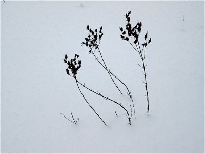 Echtes oder Tüpfel-Johanniskraut (Hypericum perforatum) an der A620 in Alt-Saarbrücken bei Neuschnee am 10. Dezember 2017
