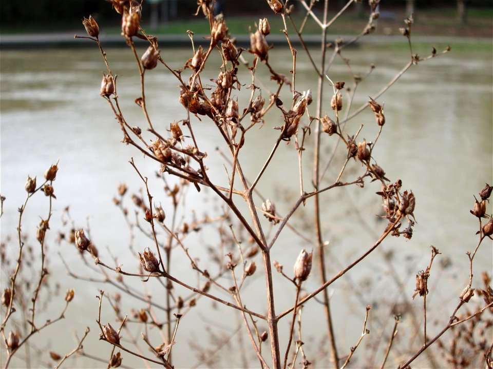 Fruchtstand vom Echten oder Tüpfel-Johanniskraut (Hypericum perforatum) an der Saar in Saarbrücken