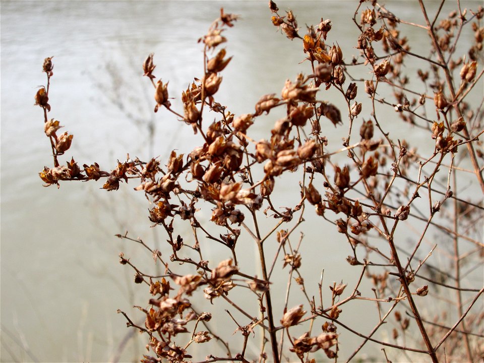 Fruchtstand vom Echten oder Tüpfel-Johanniskraut (Hypericum perforatum) an der Saar in Saarbrücken