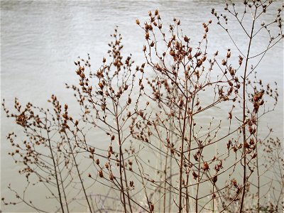 Mumienbotanik: Fruchtstand vom Echten oder Tüpfel-Johanniskraut (Hypericum perforatum) an der Saar in Saarbrücken