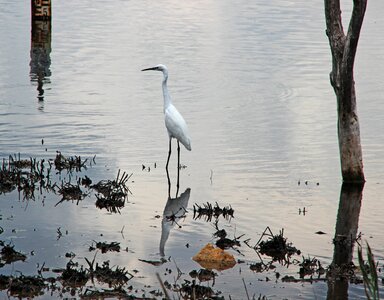 Bird animal world water