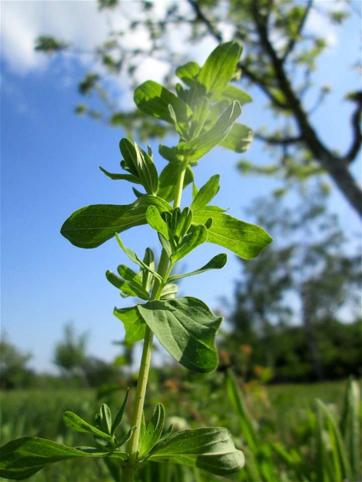 Echtes oder Tüpfel-Johanniskraut (Hypericum perforatum) auf einer Streuobstwiese in Hockenheim - im Gegenlicht erkennt man deutlich die charakteristische Perforierung der Blätter