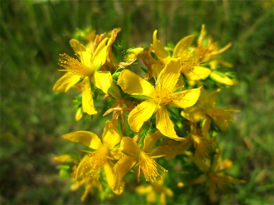 Echtes oder Tüpfel-Johanniskraut (Hypericum perforatum) in der Schwetzinger Hardt