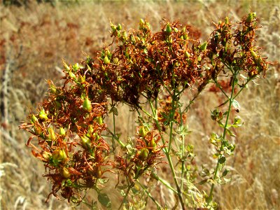 Echtes oder Tüpfel-Johanniskraut (Hypericum perforatum) an der Böschung der A61 in Hockenheim-Talhaus