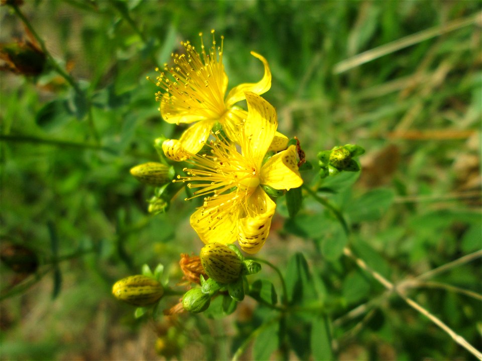 Geflecktes Johanniskraut (Hypericum maculatum) im Almet in Sankt Arnual