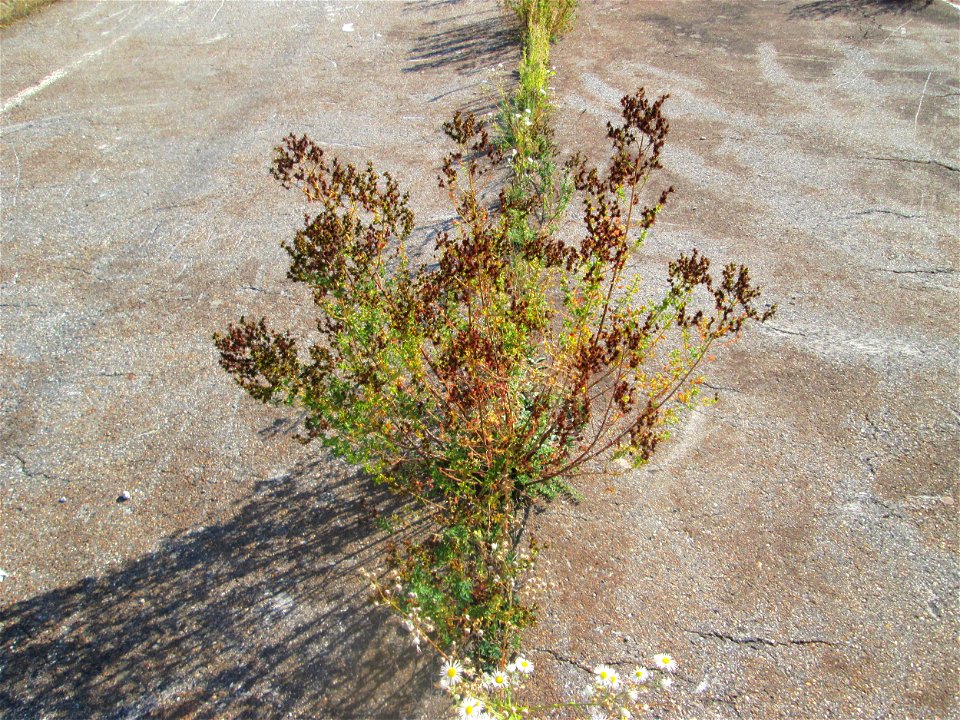 Echtes oder Tüpfel-Johanniskraut (Hypericum perforatum) am Bahnhof Schwetzingen