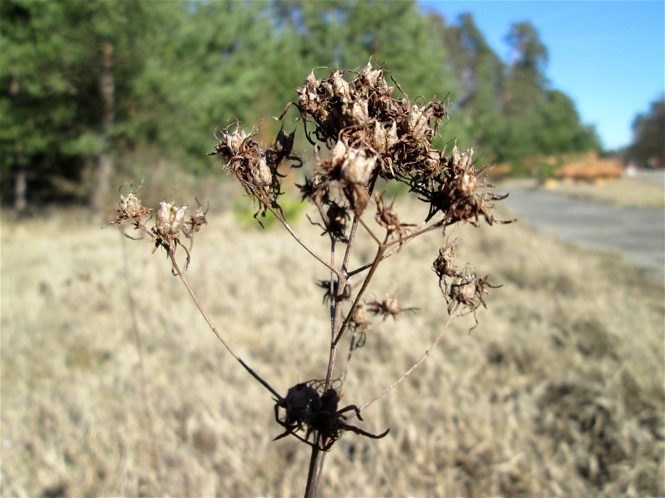 Fruchtstand vom Echten Johanniskraut (Hypericum perforatum) in der Schwetzinger Hardt