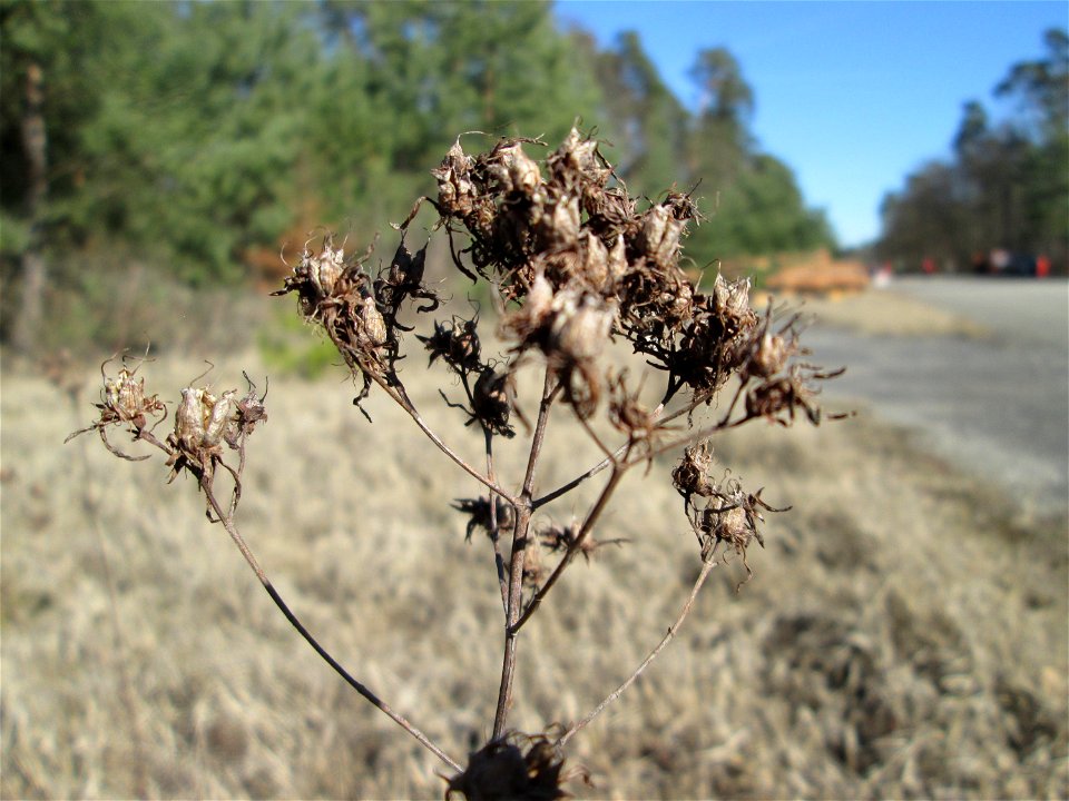 Fruchtstand vom Echten Johanniskraut (Hypericum perforatum) in der Schwetzinger Hardt
