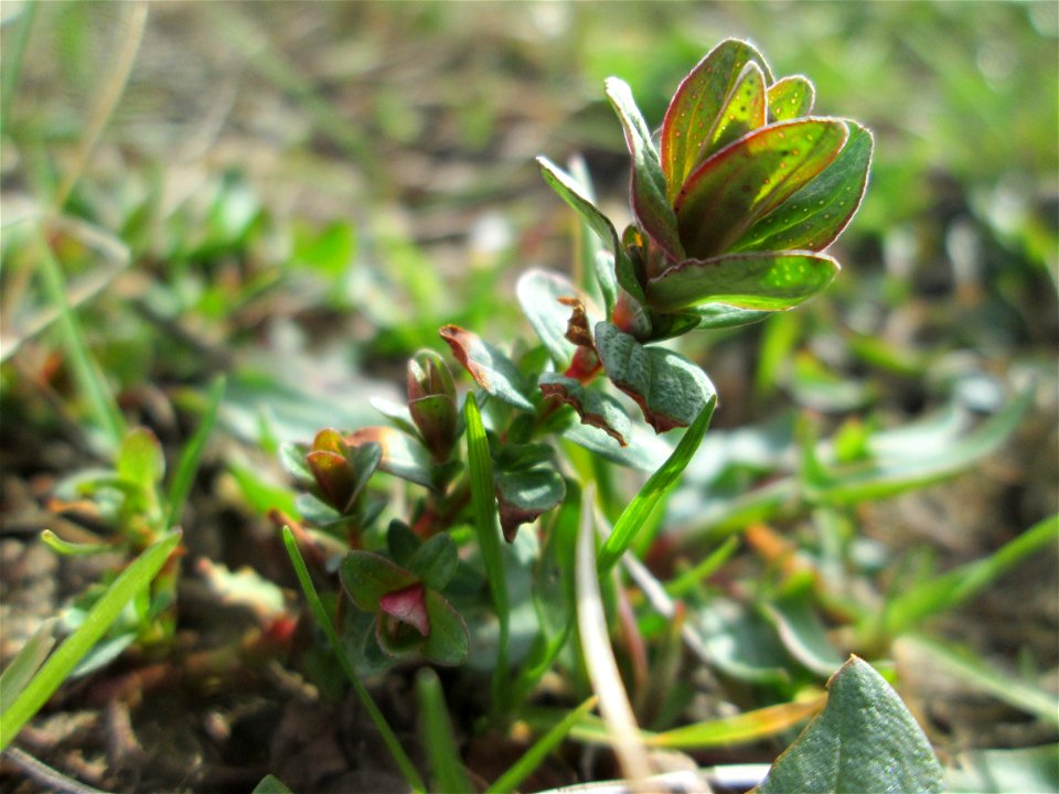 Junge triebe vom Echten oder Tüpfel-Johanniskraut (Hypericum perforatum) am Golfplatz im Naturschutzgebiet „Oftersheimer Dünen“ - deutlich zu Erkennen an den perforierten Blättern