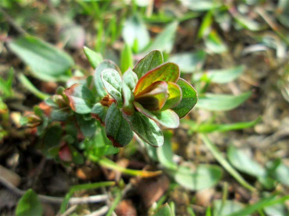 Frischer Austrieb vom Echten oder Tüpfel-Johanniskraut (Hypericum perforatum) am Golfplatz im Naturschutzgebiet „Oftersheimer Dünen“ - deutlich zu Erkennen an den perforierten Blättern