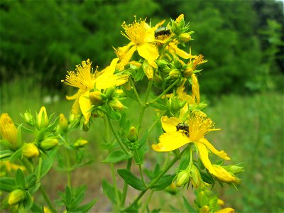 Echtes oder Tüpfel-Johanniskraut (Hypericum perforatum) auf dem Gelände der ehem. Halberger Hütte in Brebach