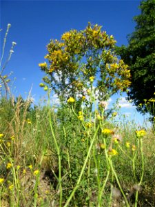 Echtes oder Tüpfel-Johanniskraut (Hypericum perforatum) an einer Brückenauffahrt bei Reilingen