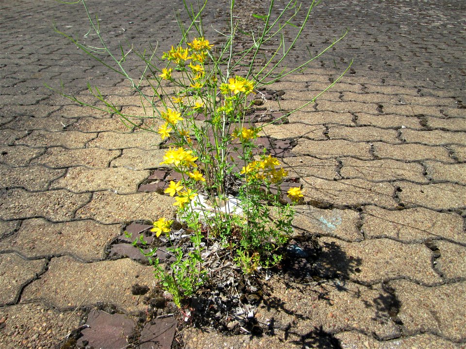 Echtes oder Tüpfel-Johanniskraut (Hypericum perforatum) am Bahnhof Saarbrücken-Ost