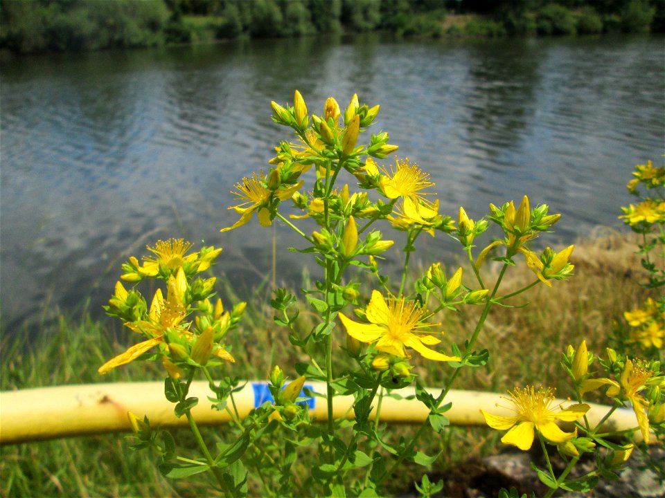 Echtes oder Tüpfel-Johanniskraut (Hypericum perforatum) an der Saar in Sankt Arnual