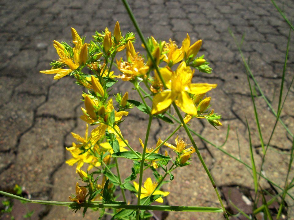 Echtes oder Tüpfel-Johanniskraut (Hypericum perforatum) am Bahnhof Saarbrücken-Ost
