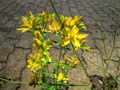 Echtes oder Tüpfel-Johanniskraut (Hypericum perforatum) am Bahnhof Saarbrücken-Ost