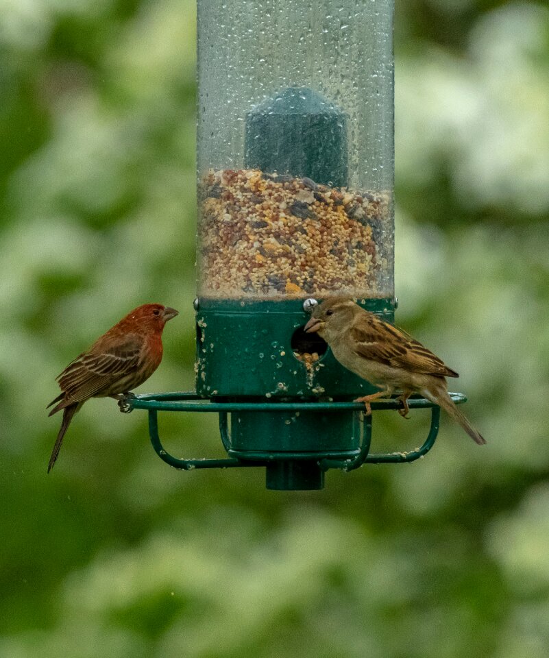 Wildlife animal food