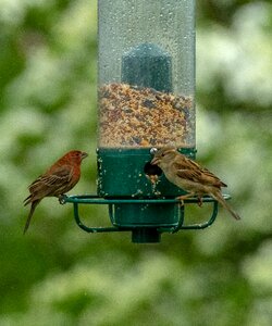 Wildlife animal food