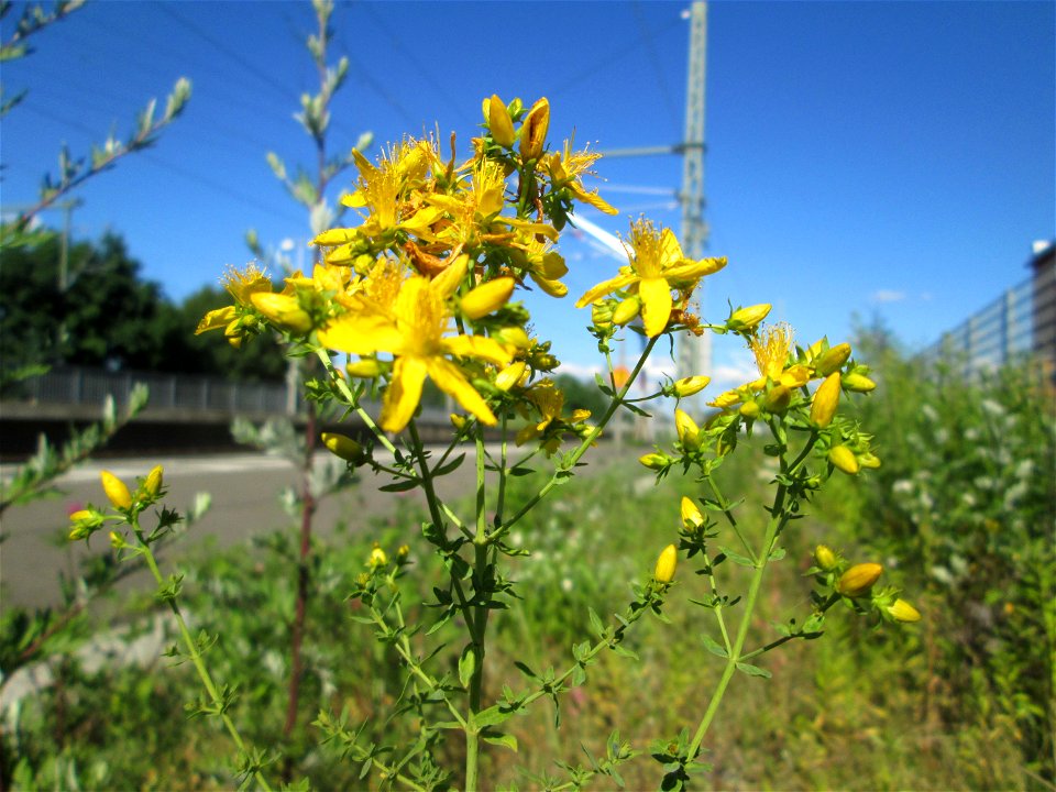 Echtes oder Tüpfel-Johanniskraut (Hypericum perforatum) am Bahnhof Landstuhl