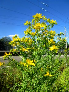 Echtes oder Tüpfel-Johanniskraut (Hypericum perforatum) am Bahnhof Landstuhl