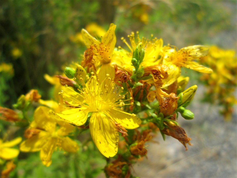 Echtes oder Tüpfel-Johanniskraut (Hypericum perforatum) am Osthafen in Saarbrücken