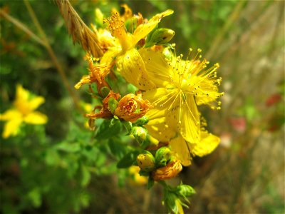 Echtes oder Tüpfel-Johanniskraut (Hypericum perforatum) am Osthafen in Saarbrücken