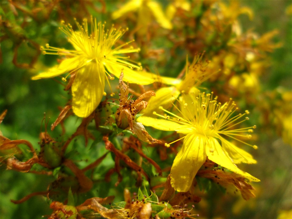 Echtes oder Tüpfel-Johanniskraut (Hypericum perforatum) am Osthafen in Saarbrücken