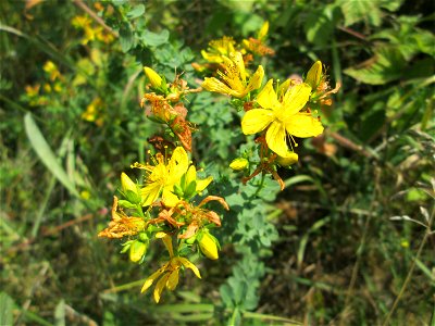 Echtes oder Tüpfel-Johanniskraut (Hypericum perforatum) in den Sankt Arnual Wiesen gegenüber vom Osthafen Saarbrücken (Außerhalb vom NSG)