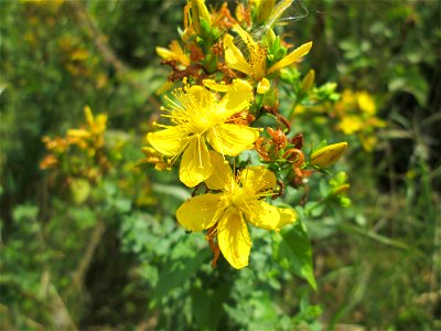 Echtes oder Tüpfel-Johanniskraut (Hypericum perforatum) in den Sankt Arnual Wiesen gegenüber vom Osthafen Saarbrücken (Außerhalb vom NSG)
