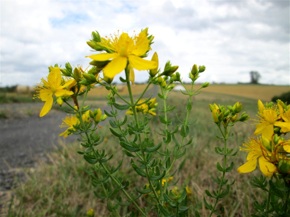 Echtes Johanniskraut (Hypericum perforatum) bei Kennfus